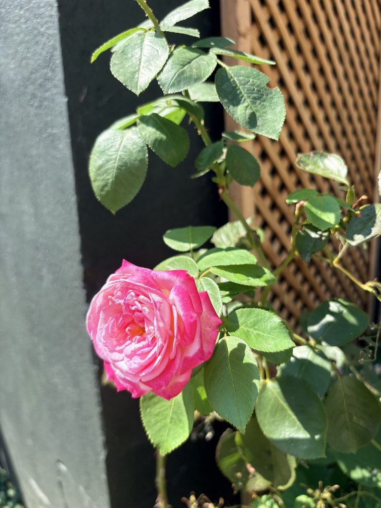 French garden ideas
